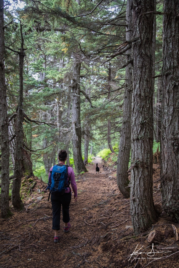 Wandering through the woods of Spencer Bench Trail. Photo by Kevan Dee.